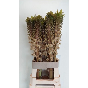 EUCOMIS OV