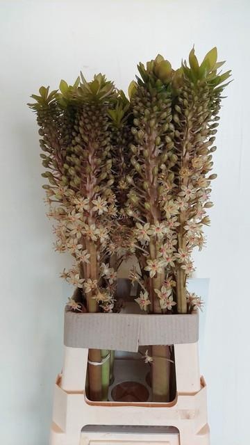 <h4>EUCOMIS OV</h4>
