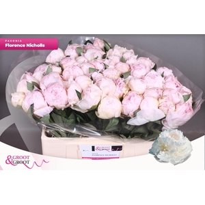 PAEO L FLOR NICHOLLS