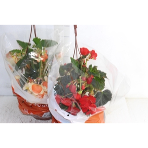 BEGONIA MISS MONTREAL C21