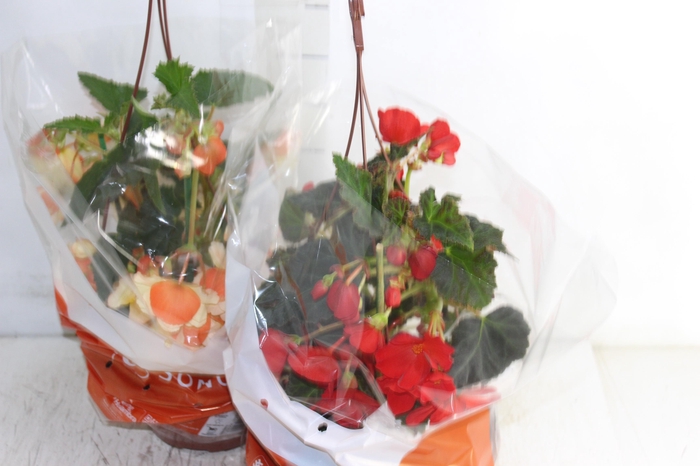 <h4>BEGONIA MISS MONTREAL C21</h4>
