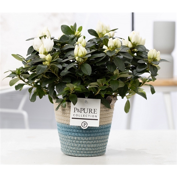 <h4>1st class Azalea white in P&PURE Fashionpot Valerie</h4>