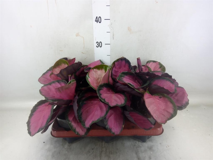 <h4>Calathea roseopicta 'Crimson'</h4>
