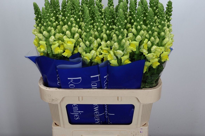 <h4>Antirrhinum majus 'Poto Yellow'</h4>