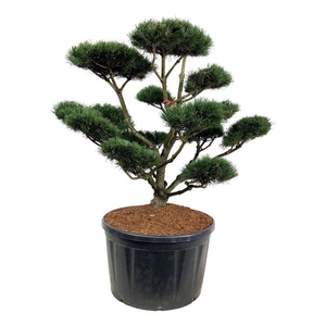Pinus mugo 'Gnom'