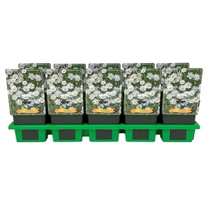 Delosperma 'Graaf Reinet' P11