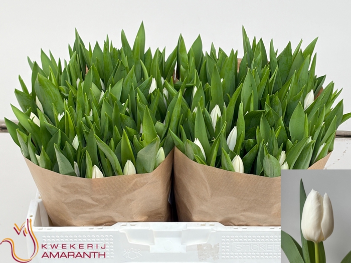 <h4>TU EN SENSATION WH</h4>