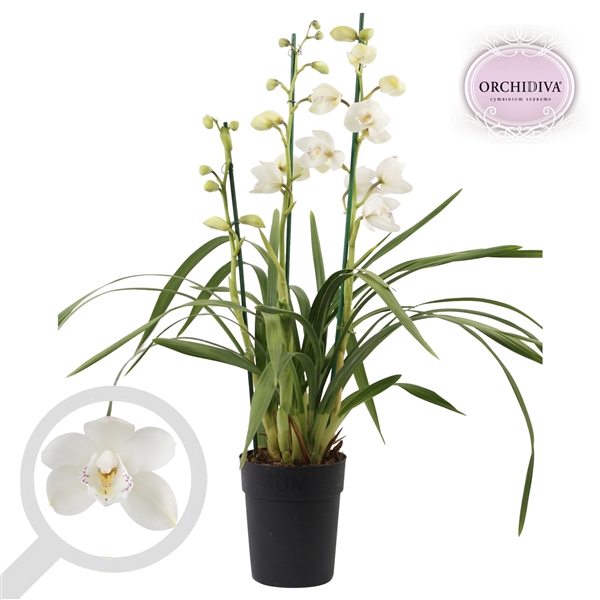 <h4>Cymbidium Summer Frost 3-4 tak</h4>