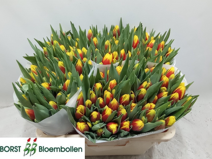 <h4>TU EN ALOHA</h4>