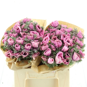 Anemone Powder Rose