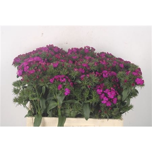 Di Barb Amazone Neon Purple