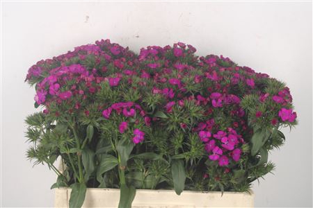<h4>Di Barb Amazone Neon Purple</h4>