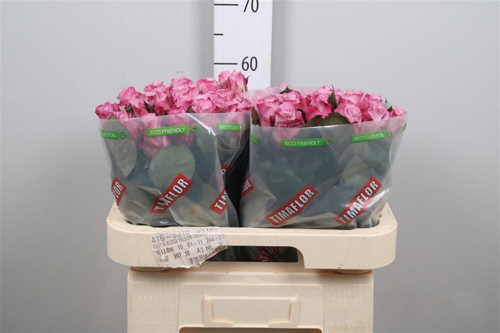 <h4>R Gr Maritim</h4>