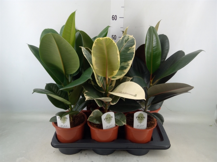 <h4>Ficus elastica   ...mix 3</h4>