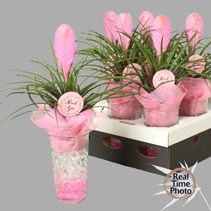 <h4>ARR TILLANDSIA</h4>