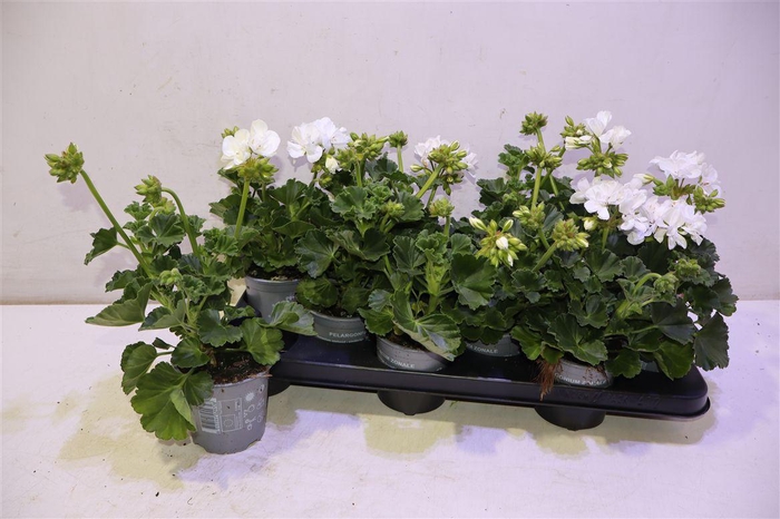 <h4>Pel Zon Sa White</h4>