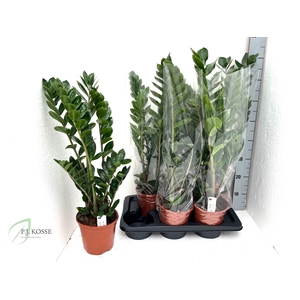 ZAMIO ZAMIIFOLIA