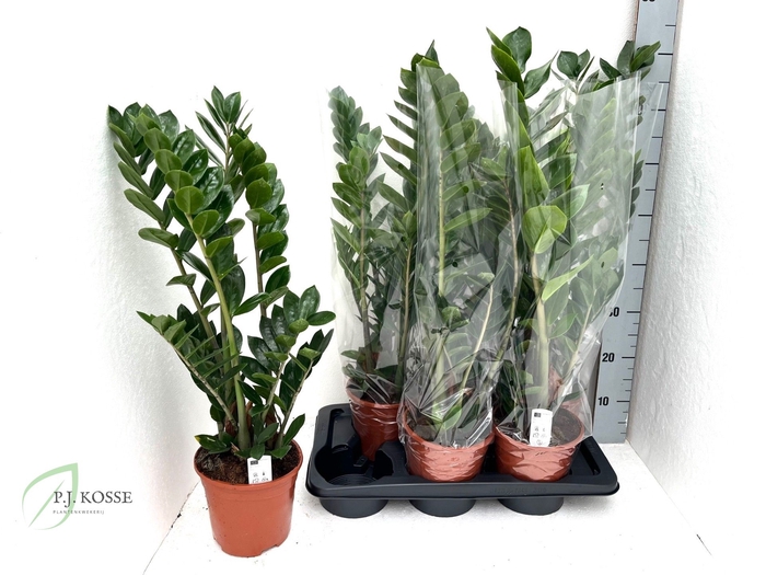 <h4>ZAMIO ZAMIIFOLIA</h4>
