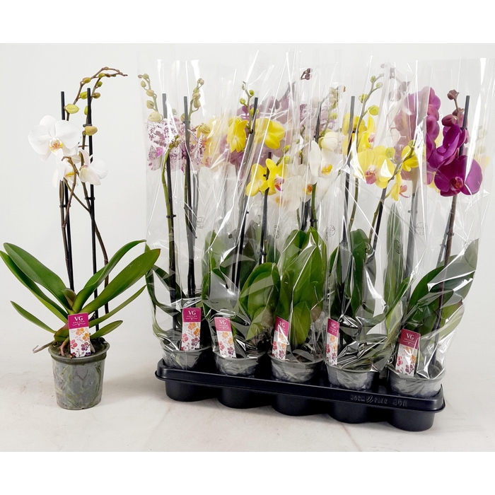 <h4>PHAL GEM</h4>