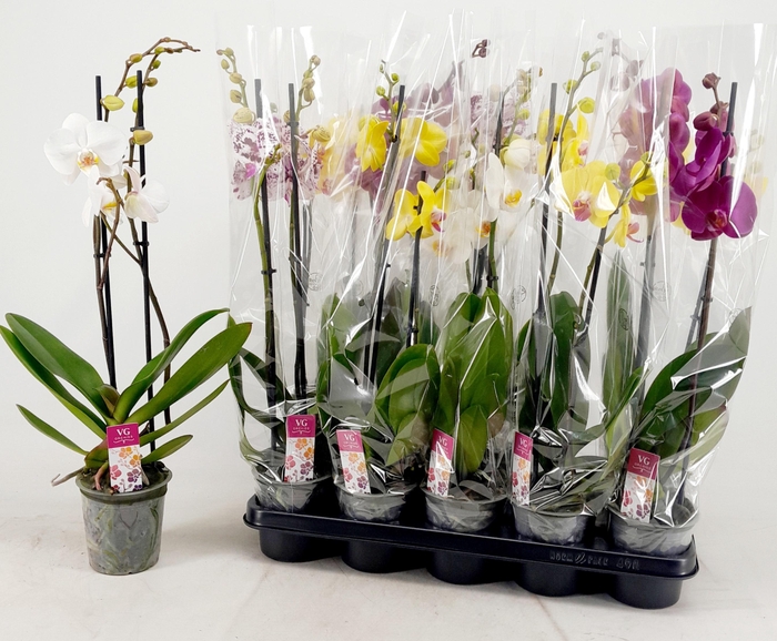 PHAL GEM