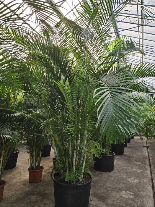 <h4>Dypsis lutescens (Areca)</h4>