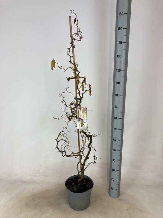 <h4>CORYLUS A CONTORTA</h4>