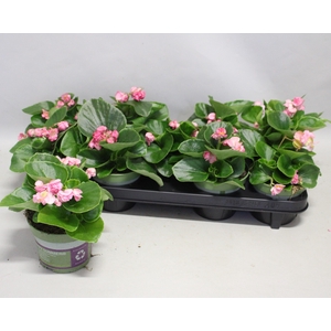 Begonia semp. Dubbel Rose