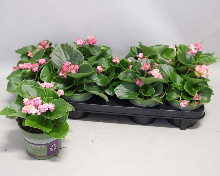 <h4>Begonia semp. Dubbel Rose</h4>