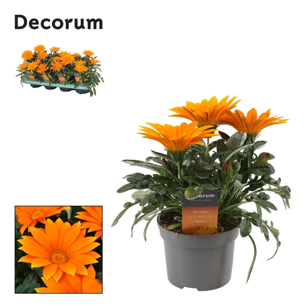 <h4>Gazania Giant Deep Orange Decorum</h4>