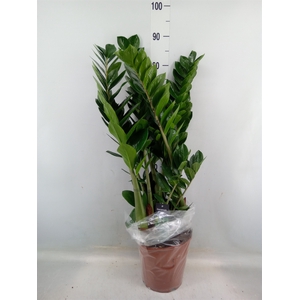 Zamioculcas zamiifolia