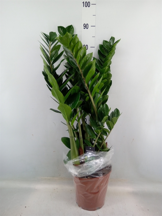 <h4>Zamioculcas zamiifolia</h4>