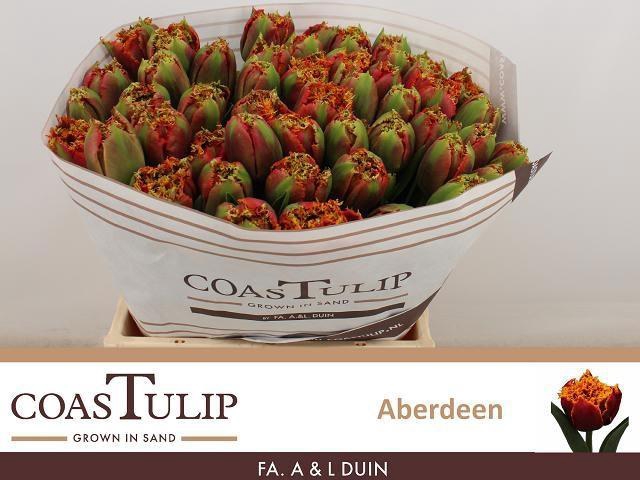 <h4>TU FR ABERDEEN</h4>