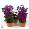 Aster Nb Victori Mix In Pot