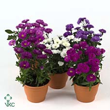 Aster Nb Victori Mix In Pot