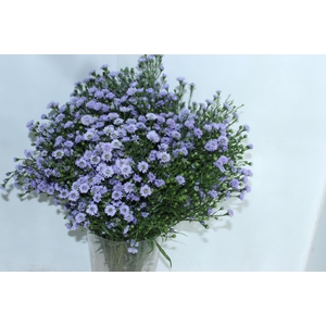 ASTER D. PLUS 060 CM MIN 20 GRAMAS