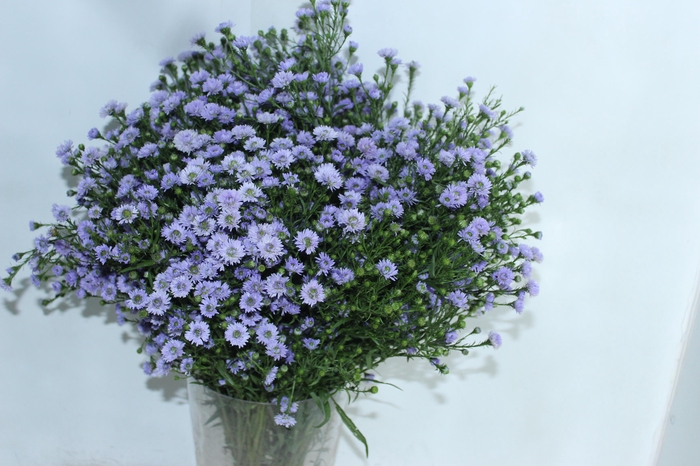 <h4>ASTER D. PLUS 060 CM MIN 20 GRAMAS</h4>