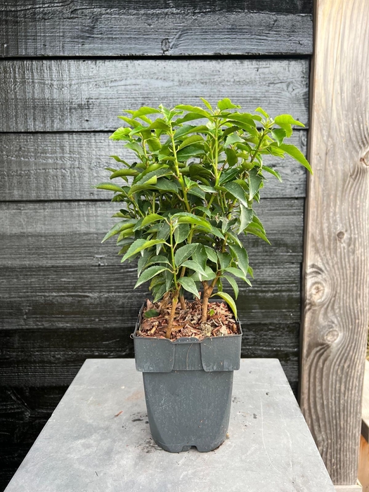 <h4>Prunus lusitanica 'Angustifolia' P17</h4>