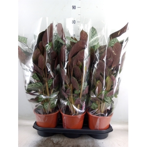 Ctenanthe setosa 'Compactstar'