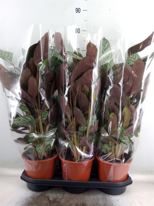 <h4>Ctenanthe setosa 'Compactstar'</h4>
