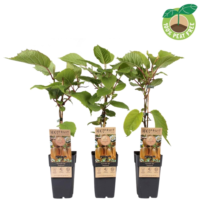 <h4>Actinidia deliciosa Hayward</h4>