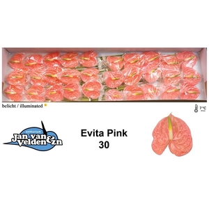 Anth A Evita Pink 9 cm X30 Jan van Velden