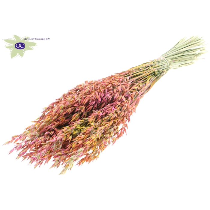 <h4>Avena per bunch Multicolour Cerise</h4>