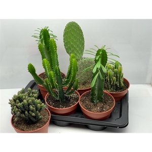 218 Zuilen mix NL 17 cm