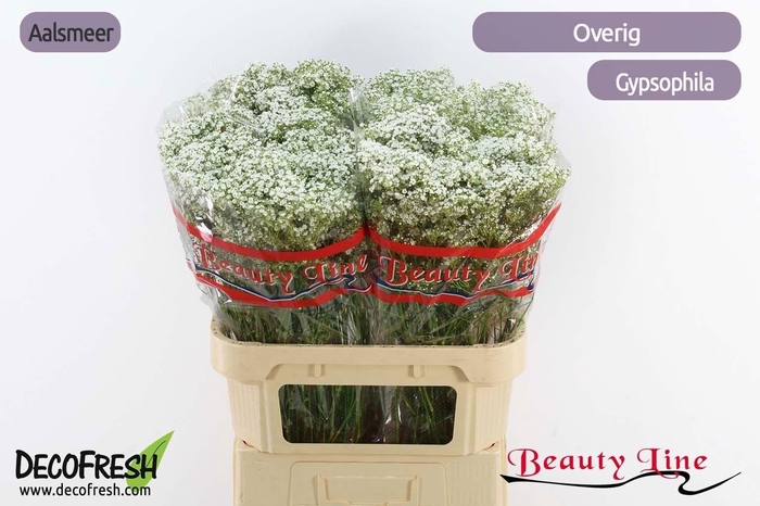 <h4>GYPS PANICULATA OV</h4>