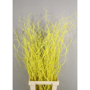 Salix Tortuosa Yellow