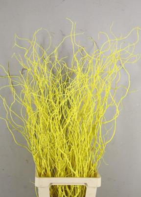 <h4>Salix Tortuosa Yellow</h4>