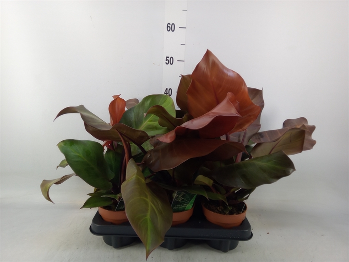<h4>Philodendron  'Sunlight'</h4>