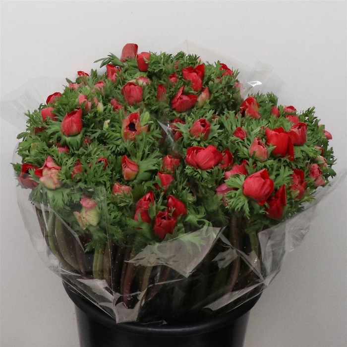 <h4>Anem Mistral Red</h4>