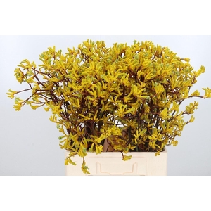 Anigozanthos Yellow Gem