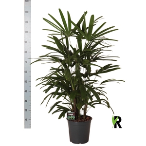 RHAPIS EXCELSA
